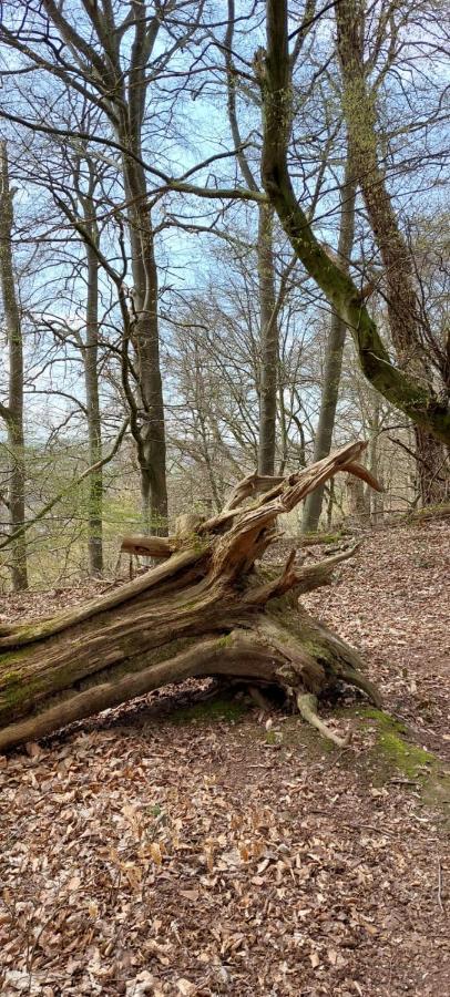 Froschkoenig Mit Teichblick Apartman Trendelburg Kültér fotó