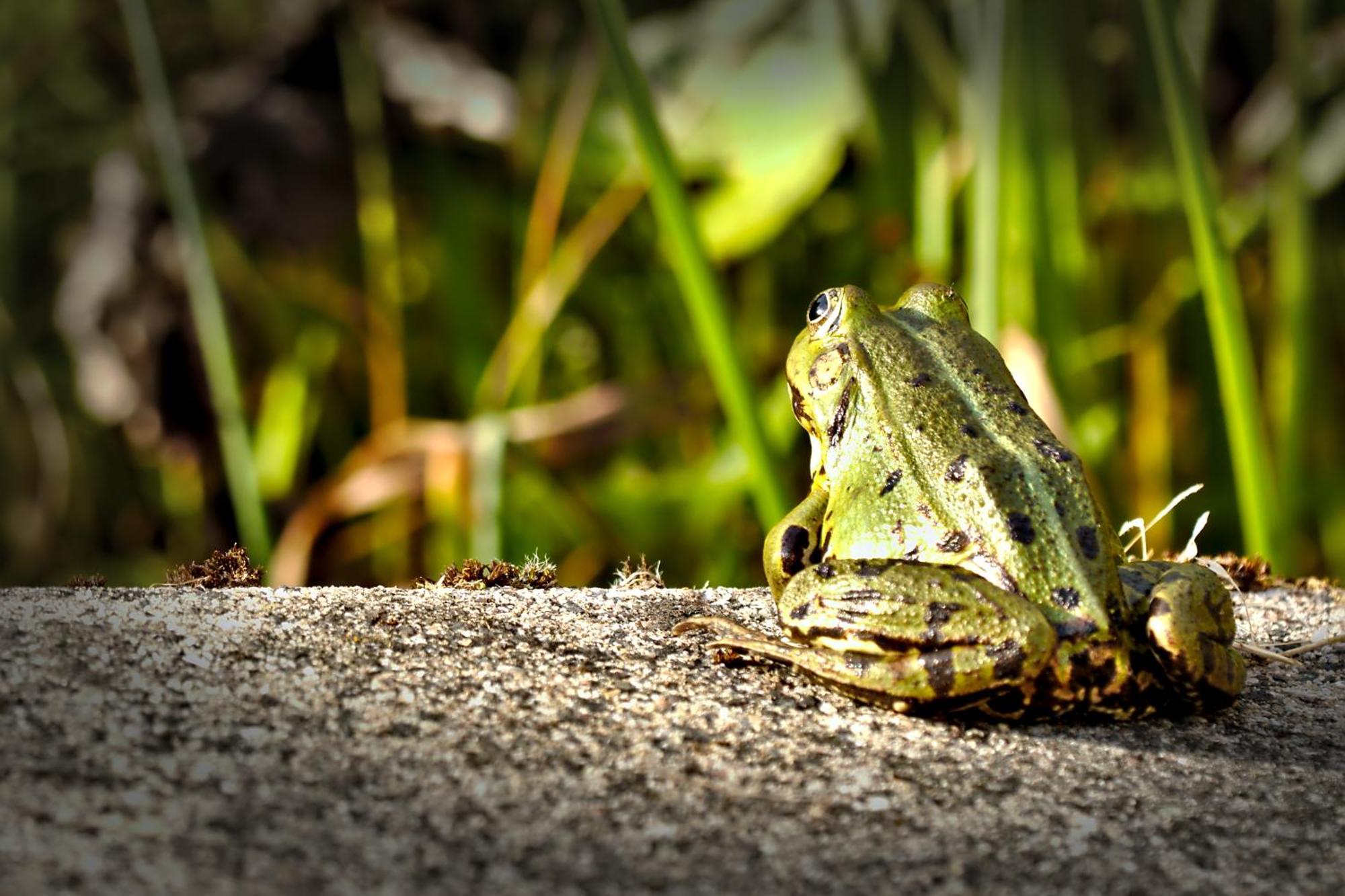 Froschkoenig Mit Teichblick Apartman Trendelburg Kültér fotó